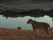 A Lion Cub Wont Listen To Mom
