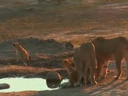 A Lion Cub Wont Listen To Mom