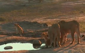 A Lion Cub Wont Listen To Mom - Animals - VIDEOTIME.COM