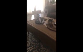 Dog Wants To Play With Cat - Animals - VIDEOTIME.COM