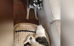Dog Wants To Play With Cat - Animals - VIDEOTIME.COM