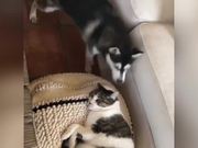 Dog Wants To Play With Cat
