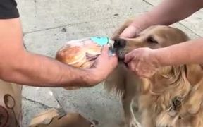 Greedy Dog - Animals - VIDEOTIME.COM