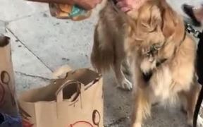 Greedy Dog - Animals - VIDEOTIME.COM