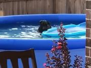 Dog Is Caught Playing In The Pool