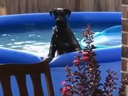 Dog Is Caught Playing In The Pool
