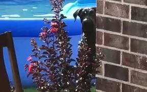 Dog Is Caught Playing In The Pool - Animals - VIDEOTIME.COM