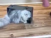 Cat In A Box