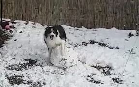 Dog & Snowman - Animals - VIDEOTIME.COM