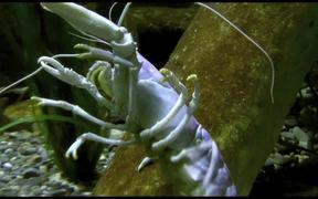 SeaLife Konstanz - Animals - VIDEOTIME.COM