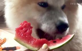 Dogs Eating Watermelon - Animals - VIDEOTIME.COM