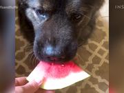 Dogs Eating Watermelon