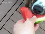 Dogs Eating Watermelon