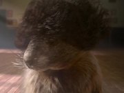 Marmottes - Flashdance - Commercials - Y8.COM