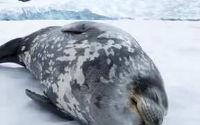 Weddell Seal Making Vocalisations - Animals - VIDEOTIME.COM