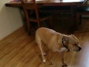 Pit Bull Slowly Tiptoes