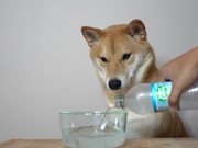 Dog & Seltzer Water.