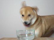 Dog & Seltzer Water.