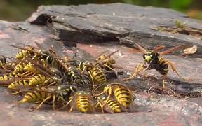 Hornet And Wasp - Animals - VIDEOTIME.COM