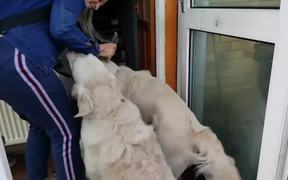 Dogs Excited To See Owner - Animals - VIDEOTIME.COM