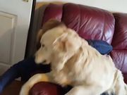 Dogs Excited To See Owner