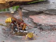 Hornet And Wasp