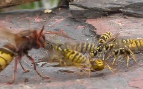 Hornet And Wasp - Animals - VIDEOTIME.COM