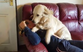 Dogs Excited To See Owner - Animals - VIDEOTIME.COM