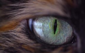 Cat Eye - Tech - VIDEOTIME.COM