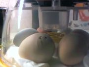 Chick Incubation Project