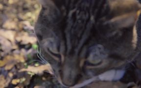 Shushu vs the Sony A7S - Animals - VIDEOTIME.COM