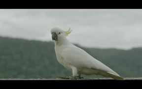 Feathers - Animals - VIDEOTIME.COM