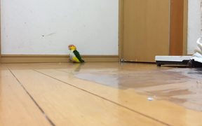 Funny Parrot - Animals - VIDEOTIME.COM