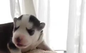 Husky Puppy - Animals - VIDEOTIME.COM