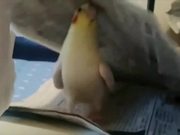 Cockatiel Playing Peekaboo