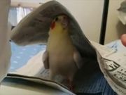 Cockatiel Playing Peekaboo - Animals - Y8.COM