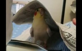 Cockatiel Playing Peekaboo - Animals - VIDEOTIME.COM