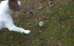 Dog Plays Fetch With Itself - Animals - VIDEOTIME.COM
