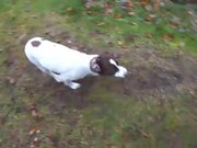 Dog Plays Fetch With Itself