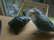 Bird Vs Turtle