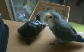 Bird Vs Turtle - Animals - VIDEOTIME.COM