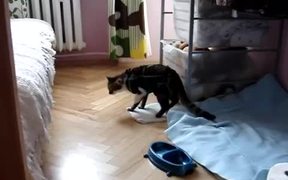 Very Sleep Cat - Animals - VIDEOTIME.COM