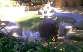Hippo Sprinkler - Animals - VIDEOTIME.COM