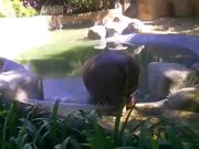 Hippo Sprinkler