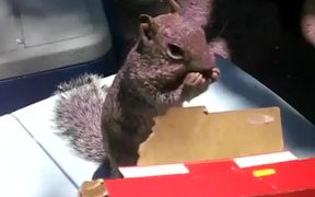 Cheez Its Squirrel - Animals - VIDEOTIME.COM