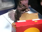Cheez Its Squirrel