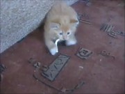 Kitten With Addiction
