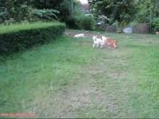 Funny Dog Jump