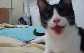 Kitten Think Its A Puppy - Animals - VIDEOTIME.COM