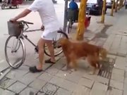 Dog Guards Owners Bike